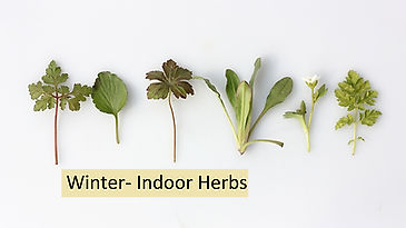 Winter- Indoor Herbs